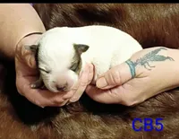 R5, a male Australian Cattle Dog for sale in Michigan, MI – 3 of 4