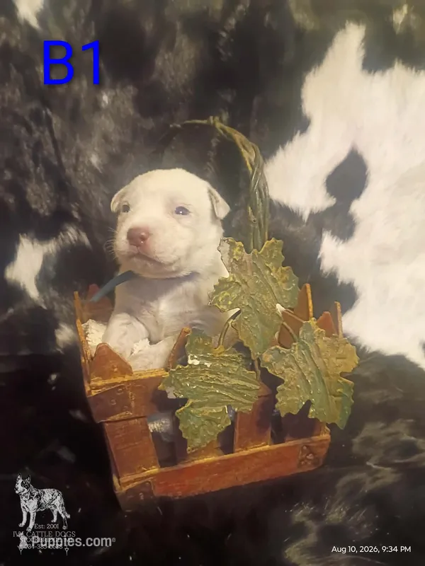 B1 – Australian Cattle Dog puppy for sale in Michigan, MI