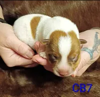 Cb7, a male Australian Cattle Dog for sale in Michigan, MI – 3 of 4