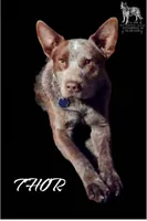 B2, a male Australian Cattle Dog for sale in Michigan, MI – 3 of 4