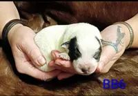 B6, a male Australian Cattle Dog for sale in Michigan, MI – 3 of 4