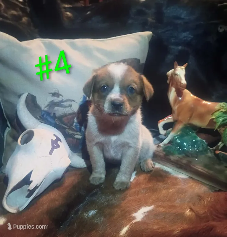 B4 – Australian Cattle Dog puppy for sale in Michigan, MI