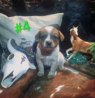B4, a male Australian Cattle Dog for sale in Michigan, MI – 1 of 4