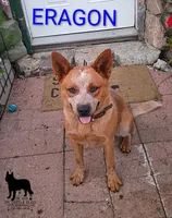 B2, a male Australian Cattle Dog for sale in Michigan, MI – 2 of 4