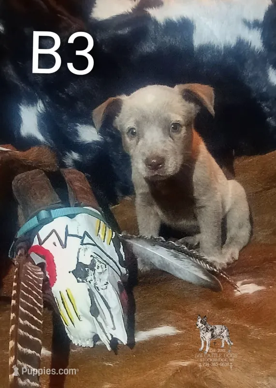 B3 – Australian Cattle Dog puppy for sale in Stockbridge, MI