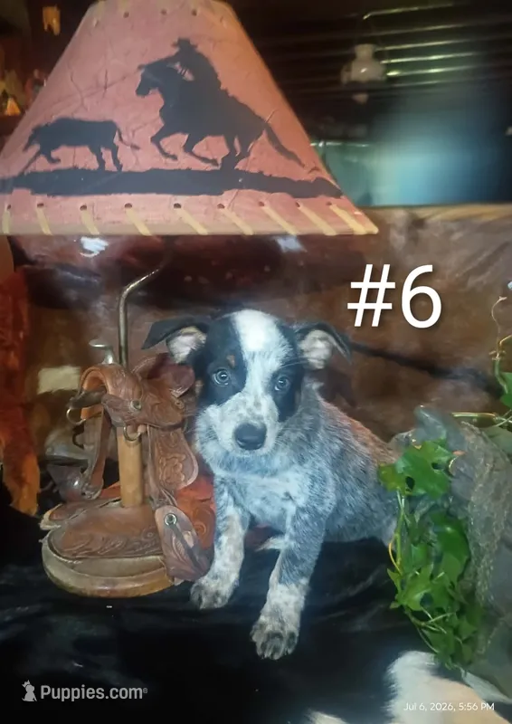 B6 – Australian Cattle Dog puppy for sale in Michigan, MI