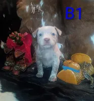 B1, a male Australian Cattle Dog for sale in Stockbridge, MI – 1 of 5