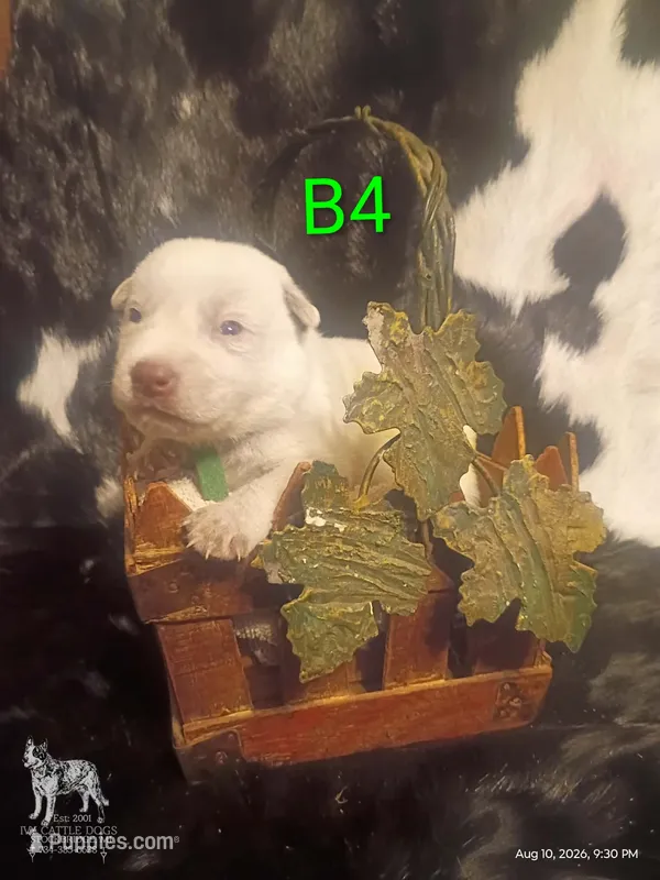 B4 – Australian Cattle Dog puppy for sale in Michigan, MI