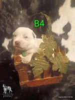 B4, a male Australian Cattle Dog for sale in Michigan, MI – 1 of 4