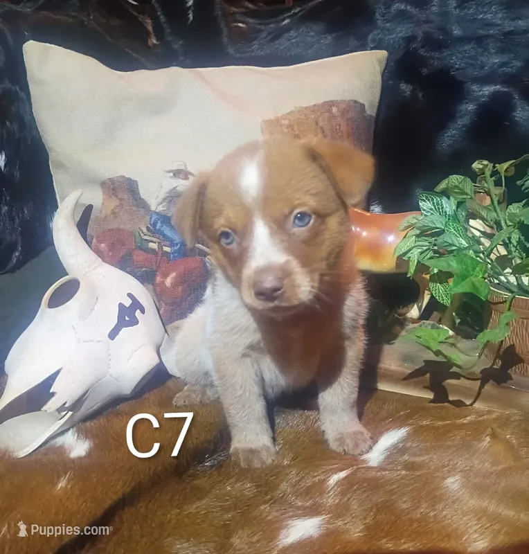 Cb7 – Australian Cattle Dog puppy for sale in Michigan, MI