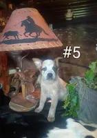 R5, a male Australian Cattle Dog for sale in Michigan, MI – 1 of 5
