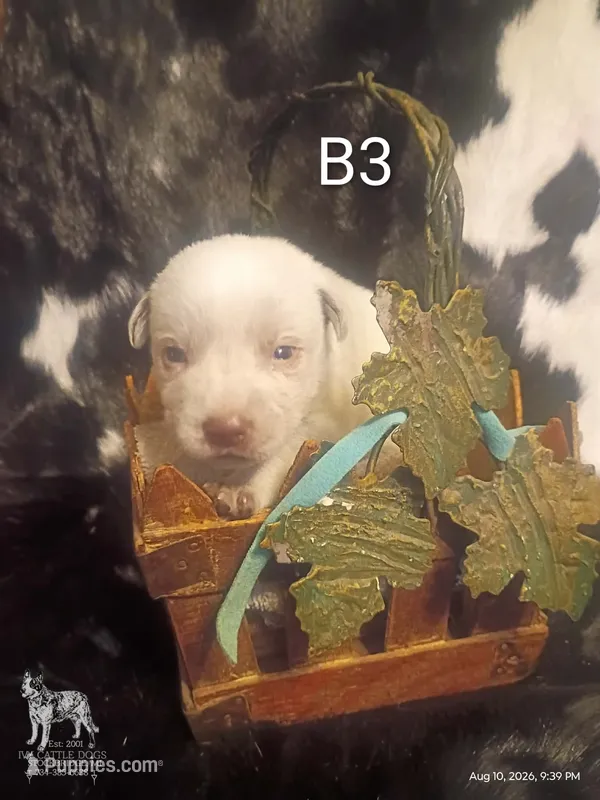B3 – Australian Cattle Dog puppy for sale in Michigan, MI