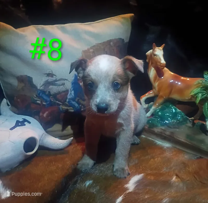 B8 – Australian Cattle Dog puppy for sale in Michigan, MI