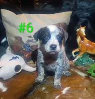 B6, a male Australian Cattle Dog for sale in Michigan, MI – 1 of 4