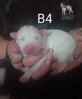 B4, a male Australian Cattle Dog for sale in Michigan, MI – 2 of 4