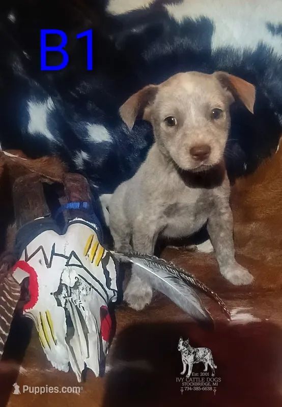 B1 – Australian Cattle Dog puppy for sale in Stockbridge, MI