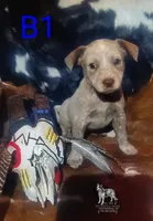 B1, a male Australian Cattle Dog for sale in Stockbridge, MI – 1 of 6