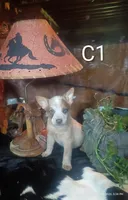 CR1, a male Australian Cattle Dog for sale in Michigan, MI – 1 of 5