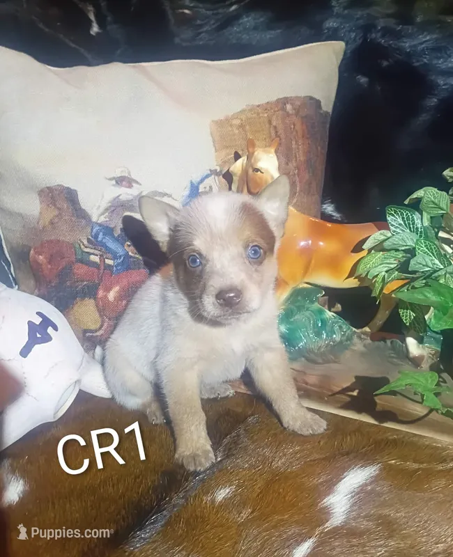 CR1 – Australian Cattle Dog puppy for sale in Michigan, MI