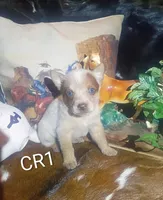 CR1, a male Australian Cattle Dog for sale in Michigan, MI – 1 of 4