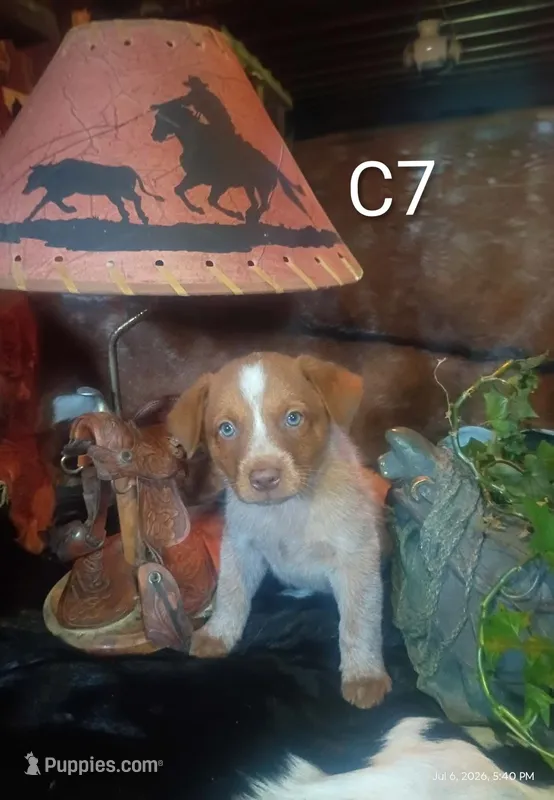 Cb7 – Australian Cattle Dog puppy for sale in Michigan, MI