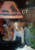 Cb7, a male Australian Cattle Dog for sale in Michigan, MI – 1 of 5