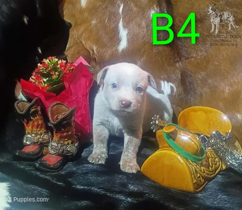 B4 – Australian Cattle Dog puppy for sale in Michigan, MI