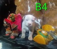 B4, a male Australian Cattle Dog for sale in Stockbridge, MI – 1 of 5
