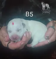 B5, a male Australian Cattle Dog for sale in Michigan, MI – 2 of 4
