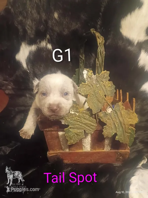 G1 – Australian Cattle Dog puppy for sale in Michigan, MI