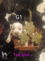 G1, a female Australian Cattle Dog for sale in Michigan, MI – 1 of 4