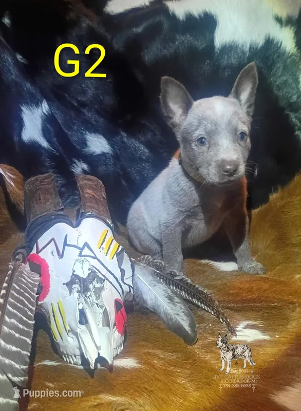 G2 – Australian Cattle Dog puppy for sale in Stockbridge, MI