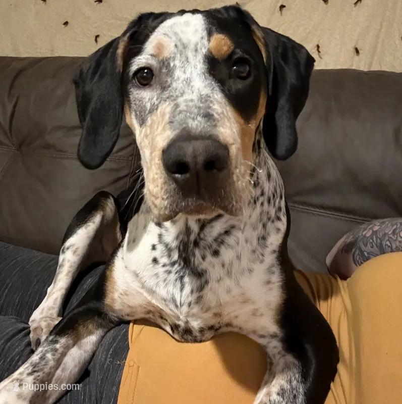 Sledge  – Bluetick Coonhound puppy for sale in Denver, CO
