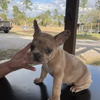 Bubbles, a male French Bulldog for sale in Cape Coral, FL – Photo 1 of 3