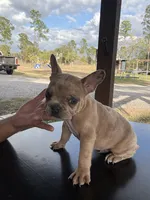 Bubbles, a male French Bulldog for sale in Clewiston, FL – Photo 1 of 3