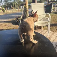 Bubbles, a male French Bulldog for sale in Cape Coral, FL – Photo 3 of 3