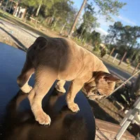 Bubbles, a male French Bulldog for sale in Cape Coral, FL – Photo 2 of 3