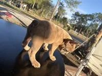 Bubbles, a male French Bulldog for sale in Clewiston, FL – Photo 2 of 3