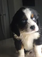 Lea, a female Australian Shepherd and Cocker Spaniel for sale in Cutler Bay, FL – Photo 4 of 10