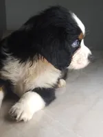 Lea, a female Australian Shepherd and Cocker Spaniel for sale in Cutler Bay, FL – Photo 8 of 10