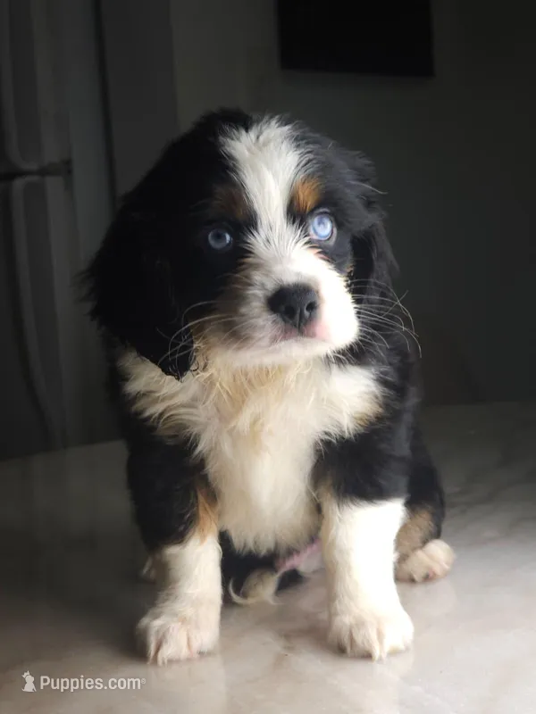 Lea – Australian Shepherd, Cocker Spaniel puppy for sale in Cutler Bay, FL