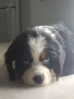 Lea, a female Australian Shepherd and Cocker Spaniel for sale in Cutler Bay, FL – Photo 5 of 10