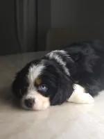 Lea, a female Australian Shepherd and Cocker Spaniel for sale in Cutler Bay, FL – Photo 3 of 10