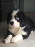 Lea, a female Australian Shepherd and Cocker Spaniel for sale in Cutler Bay, FL – Photo 7 of 10