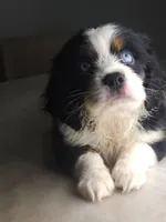 Lea, a female Australian Shepherd and Cocker Spaniel for sale in Cutler Bay, FL – Photo 2 of 10