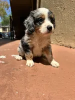 Ashi, a male Australian Shepherd and Cocker Spaniel for sale in Cutler Bay, FL – Photo 4 of 8