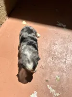 Ashi, a male Australian Shepherd and Cocker Spaniel for sale in Cutler Bay, FL – Photo 5 of 8