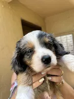 Ashi, a male Australian Shepherd and Cocker Spaniel for sale in Cutler Bay, FL – Photo 1 of 8