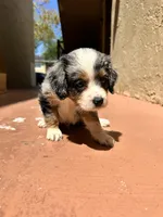 Ashi, a male Australian Shepherd and Cocker Spaniel for sale in Cutler Bay, FL – Photo 2 of 8