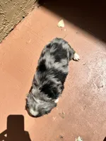 Ashi, a male Australian Shepherd and Cocker Spaniel for sale in Cutler Bay, FL – Photo 6 of 8